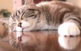 ねこさん(35)ブログ11/03 00:00