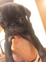 白石まなみ(31)ブログ04/16 00:00