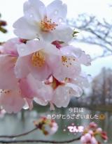 てんま(48)ブログ04/13 00:00
