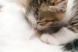 ねこさん(35)ブログ05/01 00:00